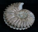 Hoplites Dentatus Ammonite France #6107-2